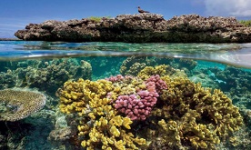 保護珊瑚，從滅鼠開始？！