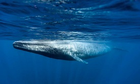 藍鯨心跳每分鐘2下！