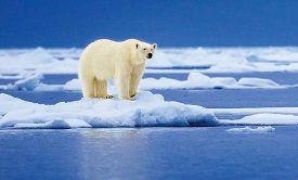 北極熊烏姆卡的奇幻漂流